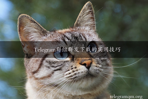 Telegram群组群发下载的实用技巧