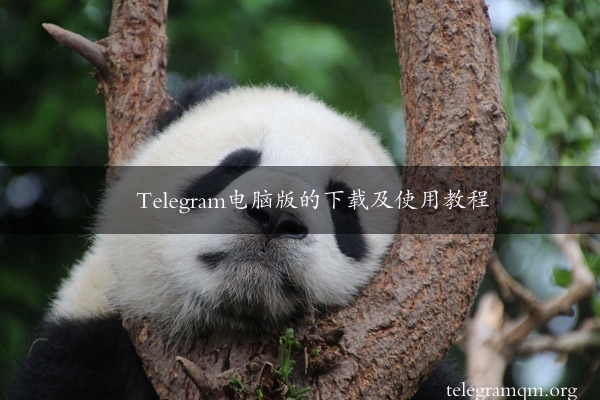 Telegram电脑版的下载及使用教程